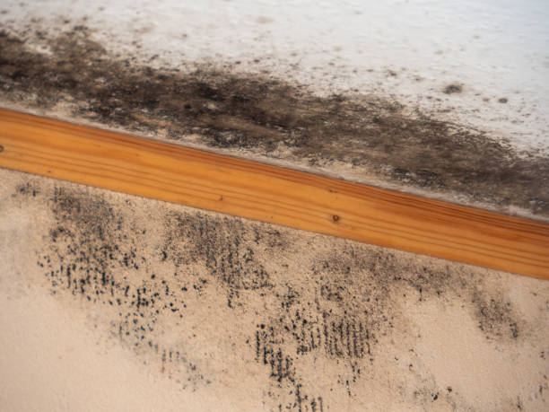 Best Black Mold Removal  in Princeton, KY