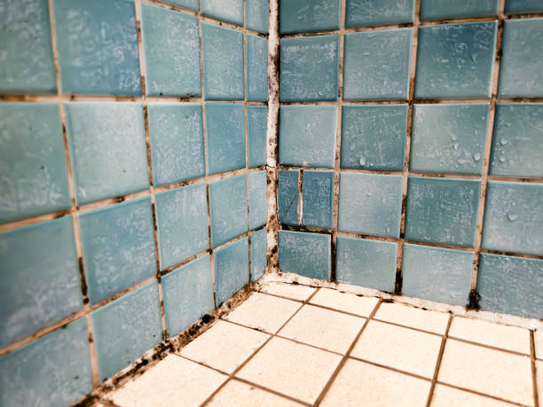 Best Mold Damage Restoration  in Princeton, KY