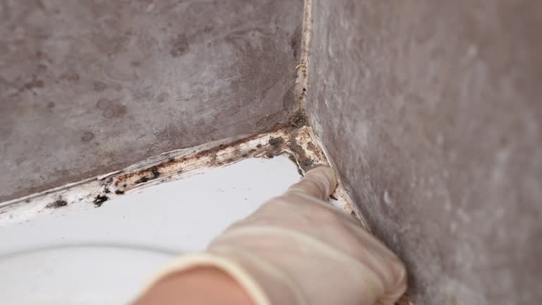  Princeton, KY Mold Removal Pros
